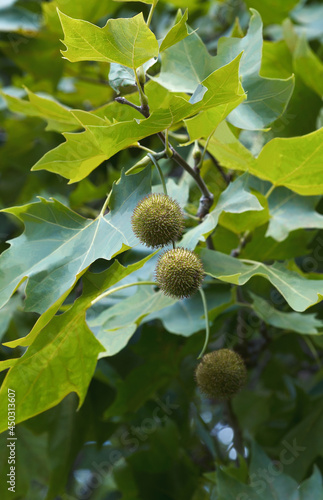 Canvastavla American sycamore (Platanus occidentalis)