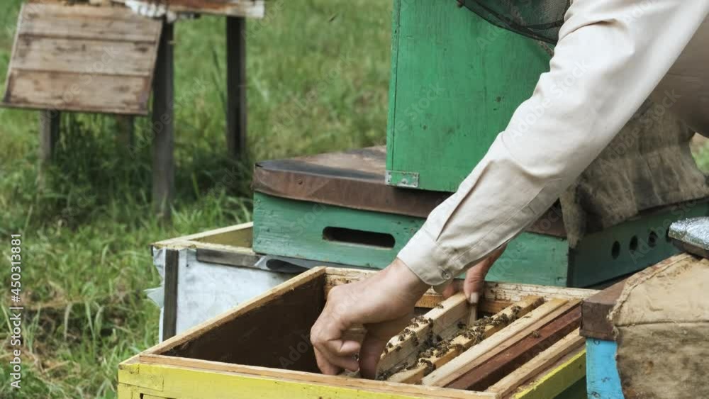 The beekeeper works in the apiary.