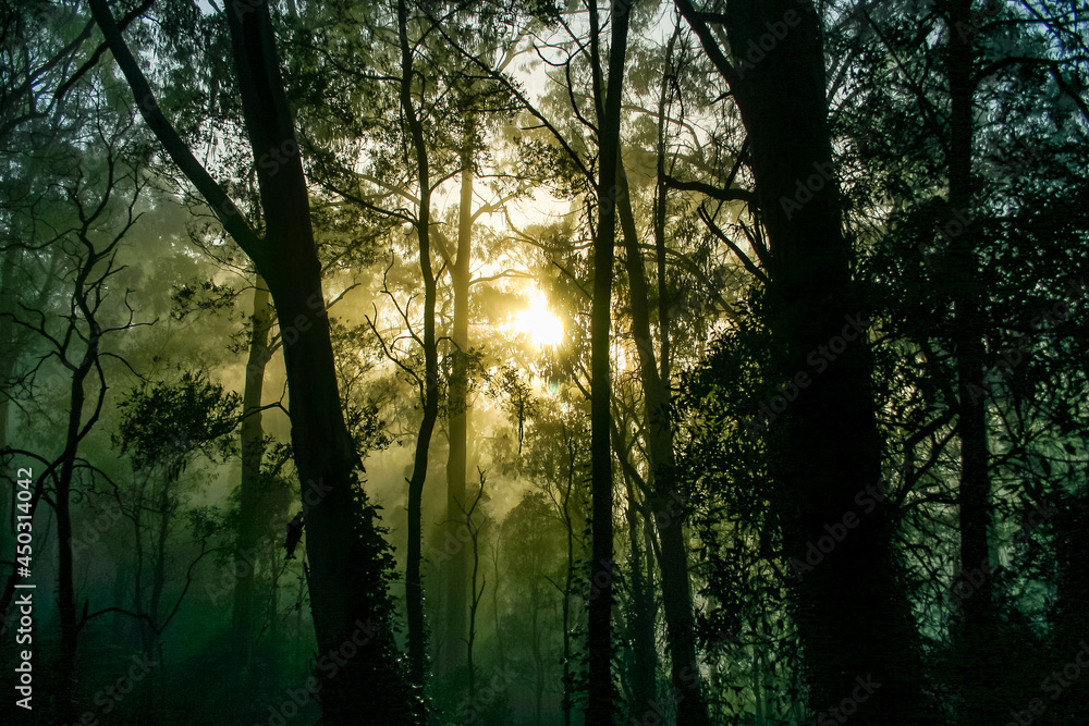 Golden sunrise glowing through the forest trees on a misty morning Golden sunrise glowing through the forest trees on a misty morning