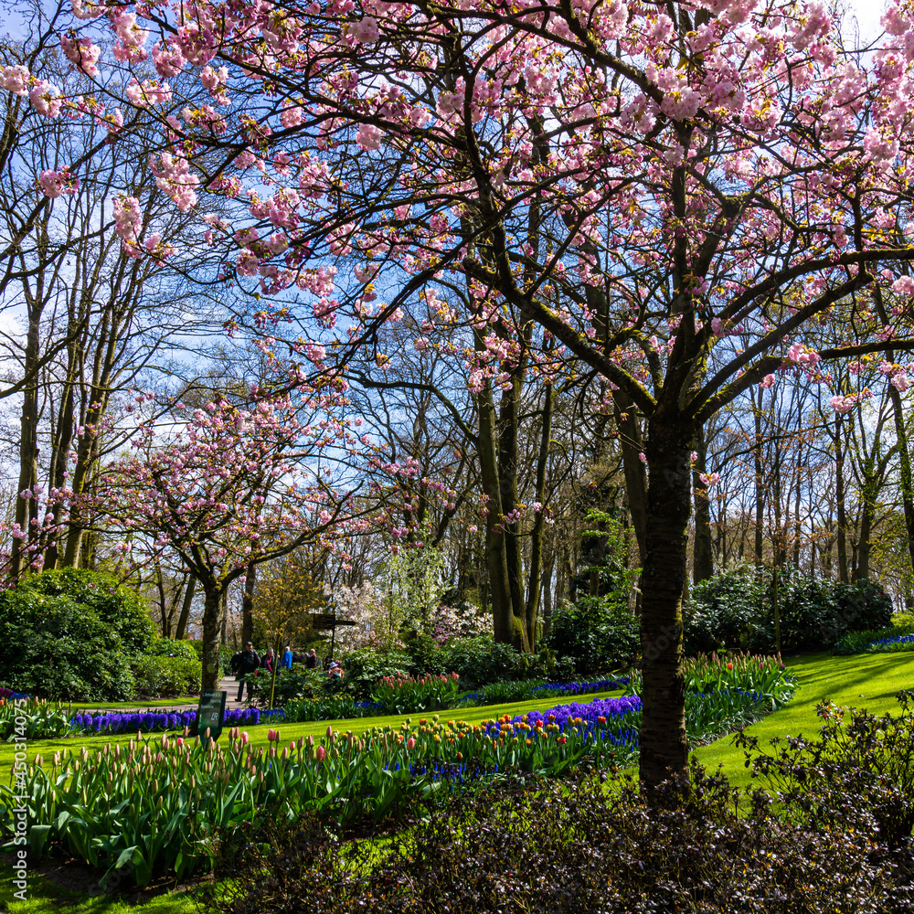 Fototapeta premium beautiful garden flowers. Spring background