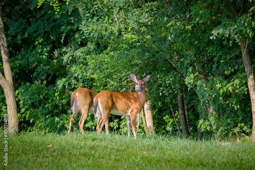 Pair of white tail deer, one looking at camera, standing in grass at edge of wooded area, with early evening light and shadows