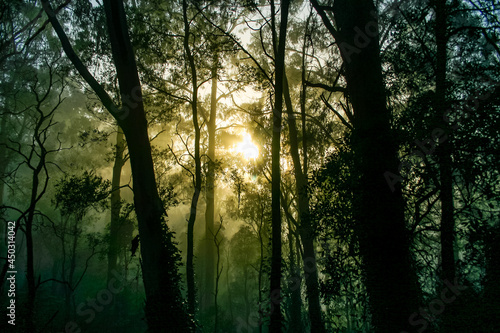 Fototapeta Naklejka Na Ścianę i Meble -  Golden sunrise glowing through the forest trees on a misty morning