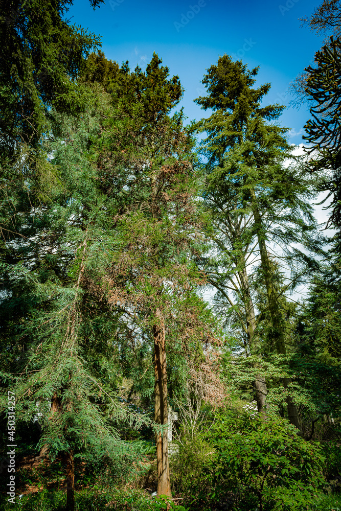 Fototapeta premium Dark green forest landscape. Wild Forest