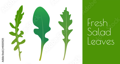 Fresh salad leaves mix. Arugula salad leaves isolated on white background. Natural salad ingredients set. Healthy eating concept. Colorful flat vector illustration icon set.