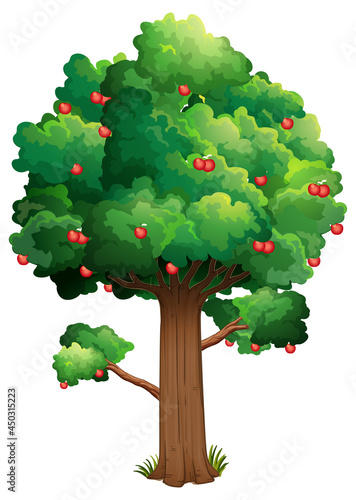 Many red apples on a tree isolated on white background