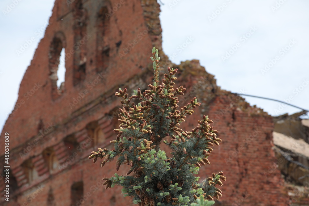 Cones on a pine tree in front of the ruins of an old abandoned building with a brick facade a ruined wall empty windows art background photo.Historical revival and heritage tourism travel concept Cones on a pine tree in front of the ruins of an old abandoned building with a brick facade a ruined wall empty windows art background photo.Historical revival and heritage tourism travel concept