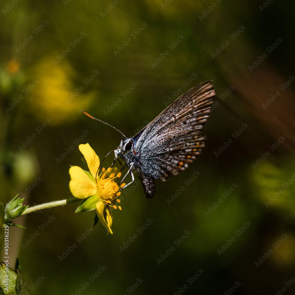 Wonderful butterflies that bring a summer mood Wonderful butterflies that bring a summer mood