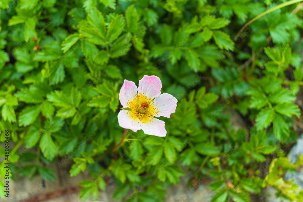 Obraz premium ピンクに色づくタテヤマチングルマ