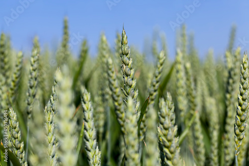 an agricultural field where rye is grown