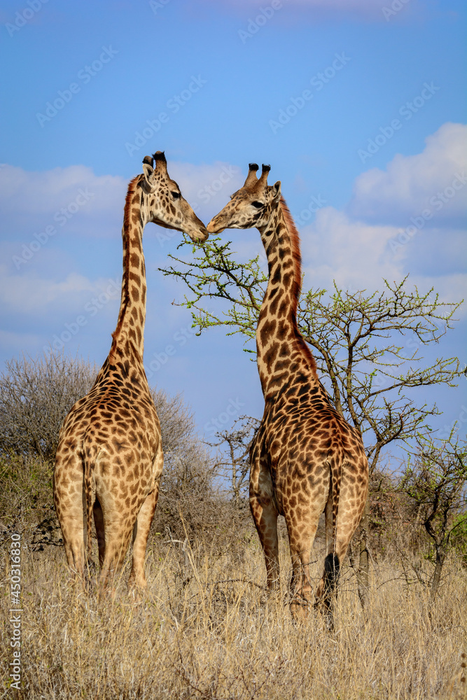 Fototapeta premium Masai giraffe, Maasai giraffe, or Kilimanjaro giraffe (Giraffa tippelskirchii). Kenya.