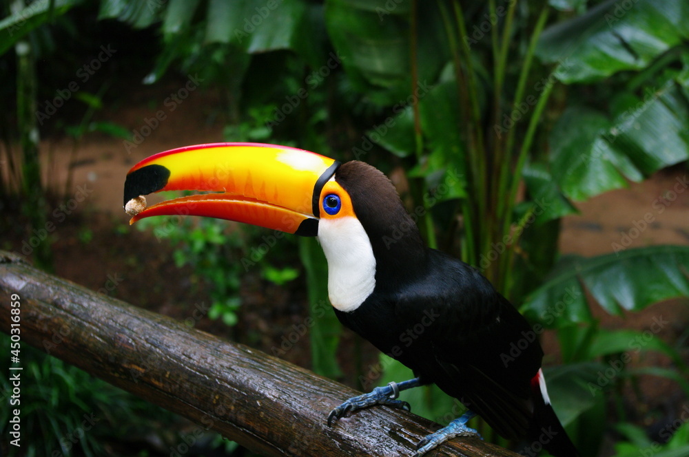 Fototapeta premium White-breasted toukan in the Bird Park. Parque das Aves. Brazil. 2012