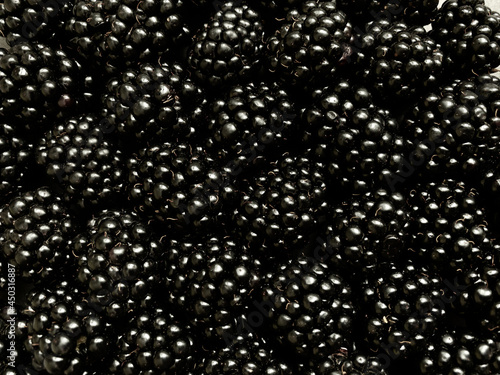 Texture background from a large number of blackberries. Natural berry background