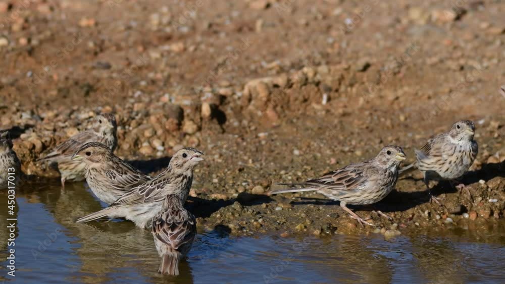 A group of songbirds drink water in the desert. Corn bunting Emberiza calandra. A group of songbirds drink water in the desert. Corn bunting Emberiza calandra.