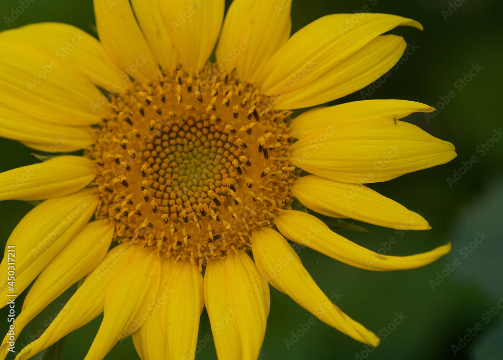 Closeup of vibrant yellow sunflower blossom offset to the left of the frame with green background Closeup of vibrant yellow sunflower blossom offset to the left of the frame with green background