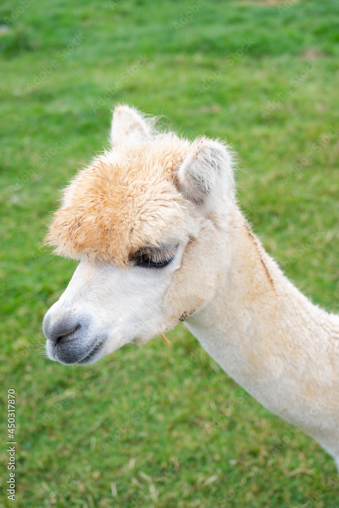 Fototapeta premium Cute white alpaca close up at the animal farm in England.