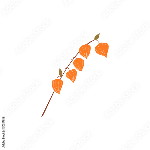 Sprig with physalis flowers in an abstract style. Vector