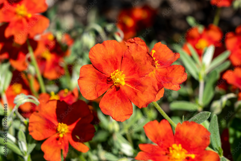 Helianthemum 'Henfield Brilliant' a summer flowering evergreen small shrub plant with an orange red summertime flower commonly known as rock rose, stock photo image