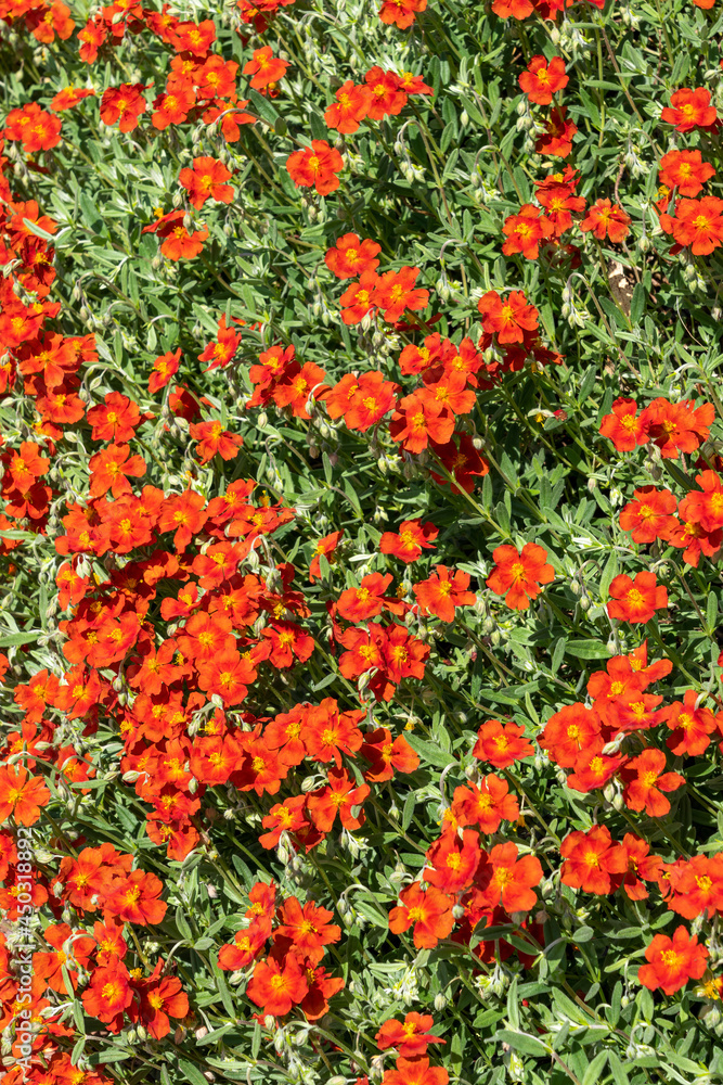 Helianthemum 'Henfield Brilliant' a summer flowering evergreen small shrub plant with an orange red summertime flower commonly known as rock rose, stock photo image