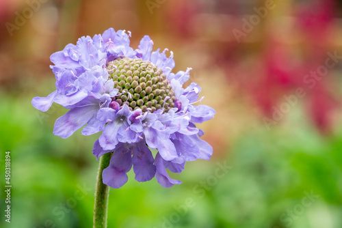 Scabiosa columbaria (scabious) 'Misty Butterflies' a summer flowering plant with a lilac purple summertime flower commonly known as pincushion, stock photo image with copy space photo