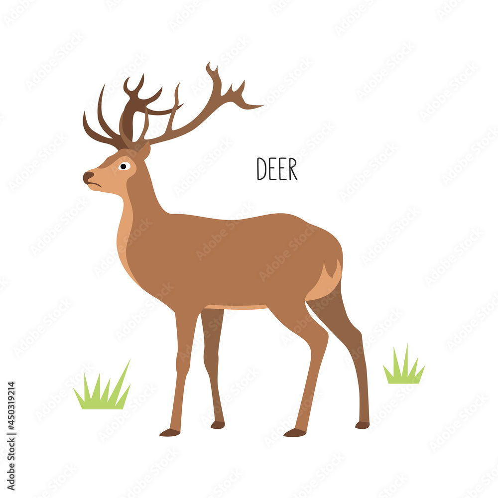 Vector flat illustration of wild forest animal, deer. Illustration isolated on white background. Vector flat illustration of wild forest animal, deer. Illustration isolated on white background.