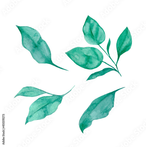 Magnolia leaves isolated on white background. Hand drawn watercolor illustration for greeting cards, invitations, and other printing projects. There is space for putting your message.