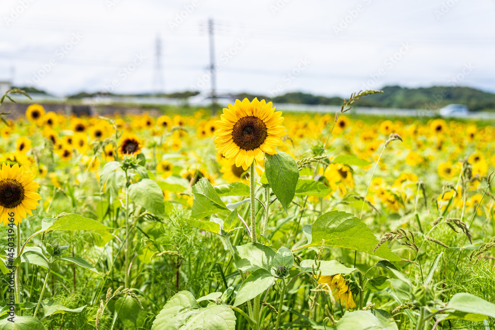 Obraz premium ヒマワリ2021