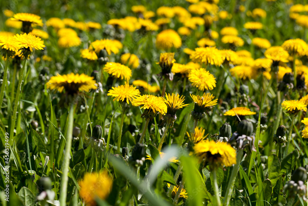Fototapeta premium yellow dandelion flowers in the summer