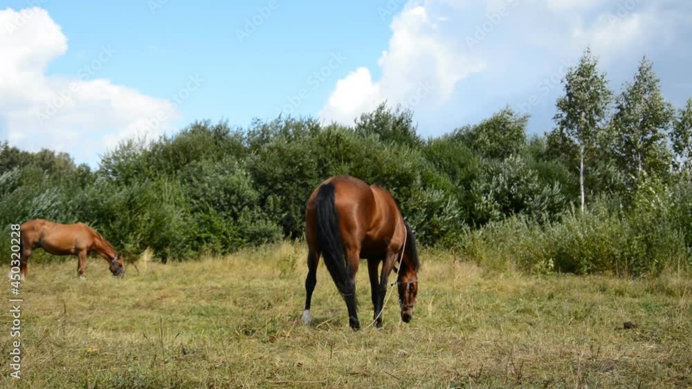 horse grazes in a forest meadow on a sunny day horse grazes in a forest meadow on a sunny day