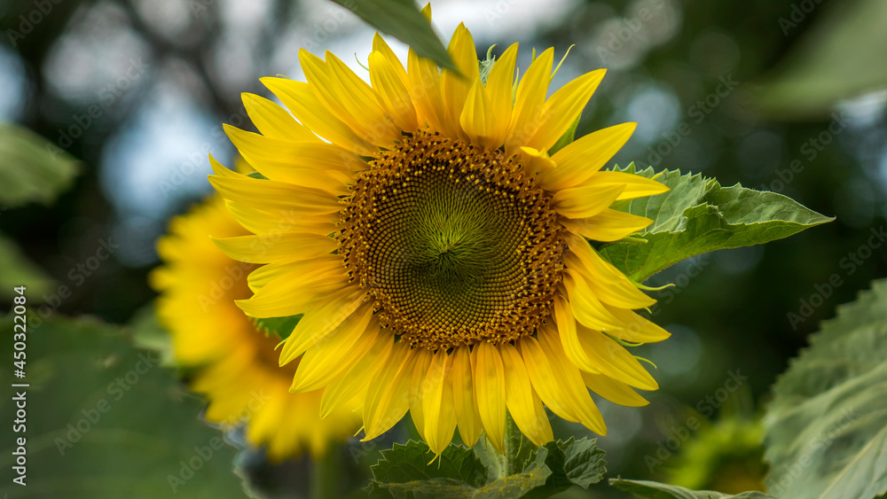 Agricultural machinery. Agrarian Wheat. Fields. Harvest 4K aerial photography.