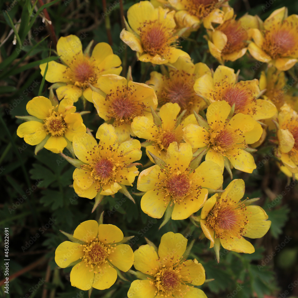 Yellow potentilla growing high up in the Swiss Alps. Seen near Pizol, St Gallen. - obrazy, fototapety, plakaty 