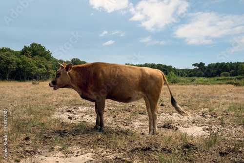 vaches marines dans les pâturages dans le sud ouest de la France photo