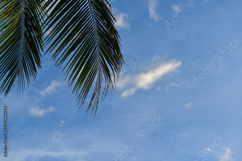 palm tree against blue sky © Aewaew