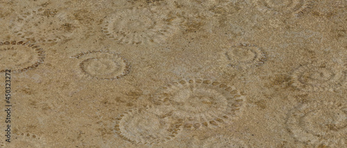 Fossil ammonite floor. Stone texture background. 3D Rendering illustration.