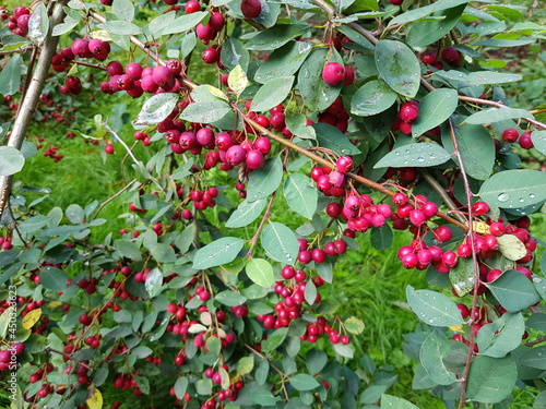 Cotoneaster  is a genus of flowering plants in the rose family, Rosaceae. Hanover, Germany