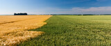 green wheat and yellow rye fields