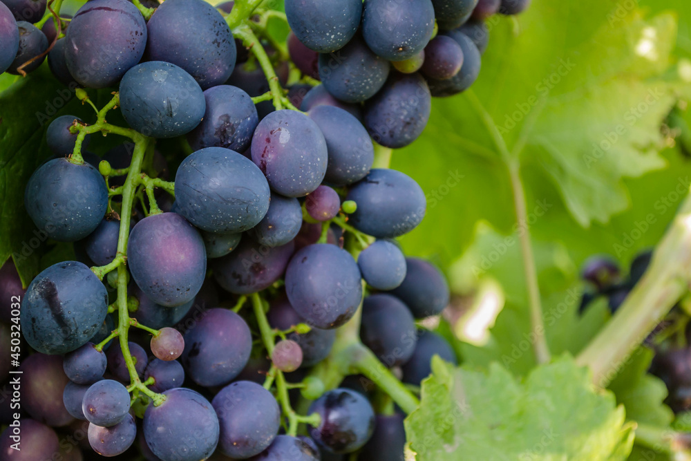 Fototapeta premium Grape vines at harvest time