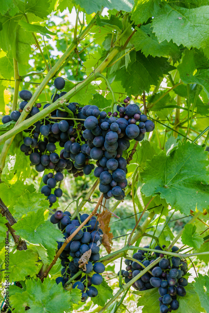 Grape vines at harvest time