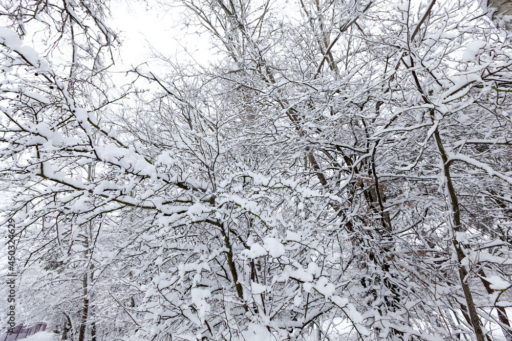 a large number of bare deciduous trees in the winter season a large number of bare deciduous trees in the winter season