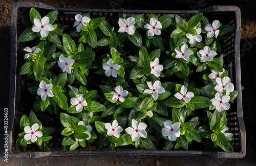 Top view of white catharanthus in the tray; ready for selling catharanthus flowers