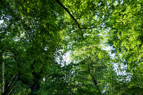 foliage of the trees is illuminated by bright sunlight