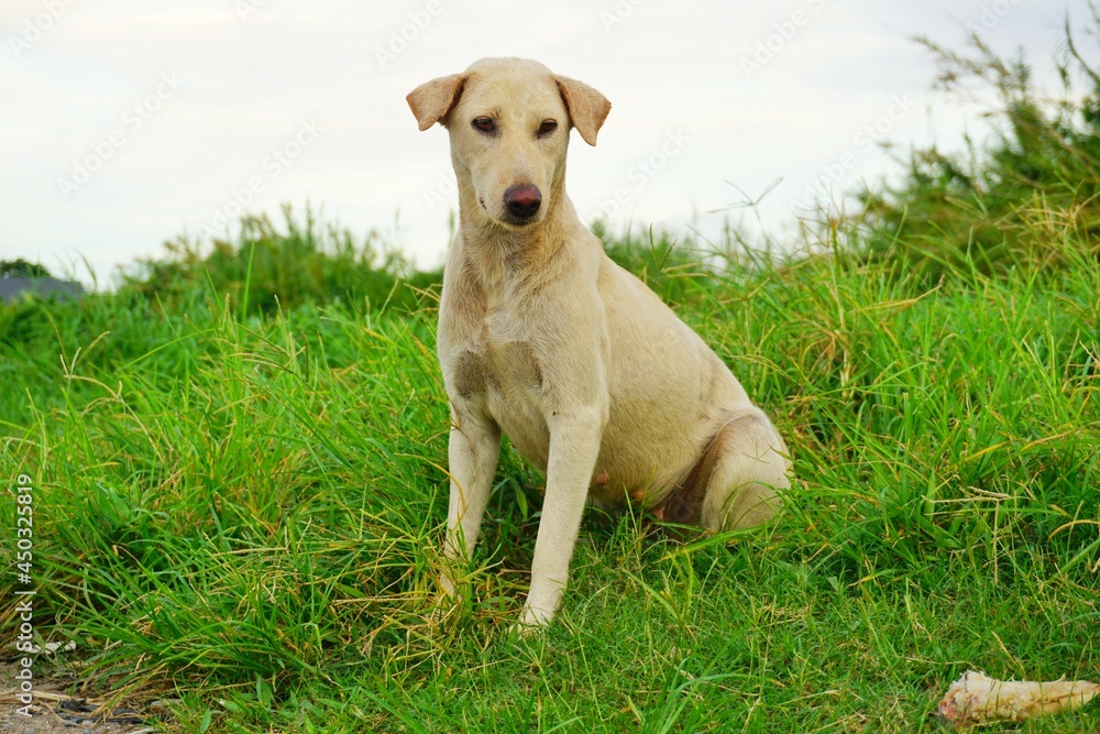 white dog sitting on the grass