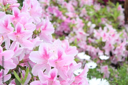Nature Flowers Forest 