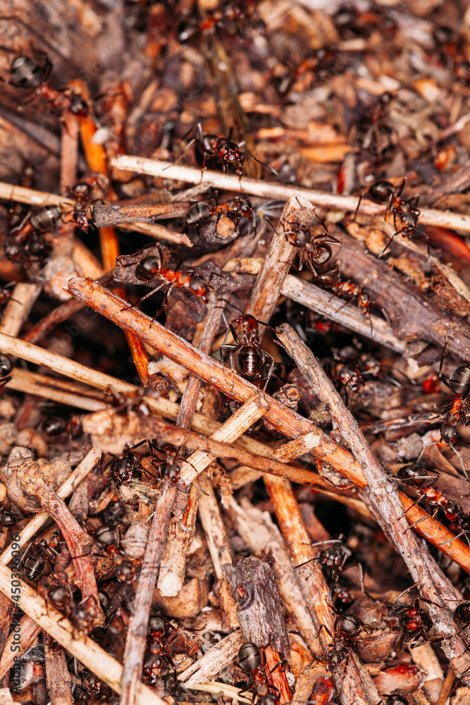 large ant colony builds an anthill in summer macro photo in warm color large ant colony builds an anthill in summer macro photo in warm color
