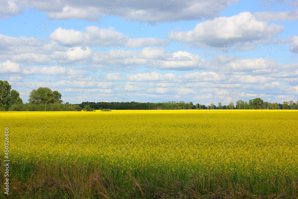 yellow blooming field with trees in sunny weather with clouds in the sky