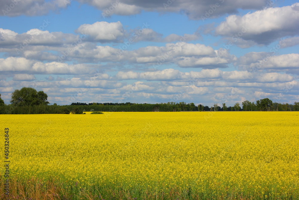 yellow blooming field with trees in sunny weather with clouds in the sky