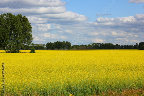 Fototapeta Naklejka Na Ścianę i Meble -  yellow blooming field with trees in sunny weather with clouds in the sky