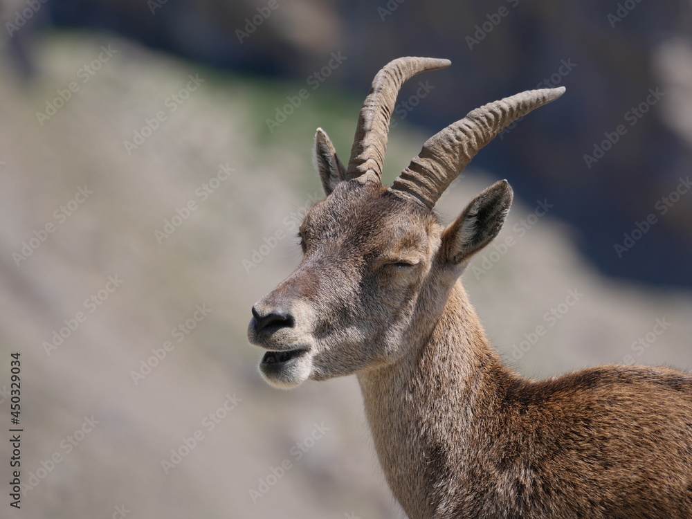 Chamois adulte en gros plan, il semble sourire Chamois adulte en gros plan, il semble sourire