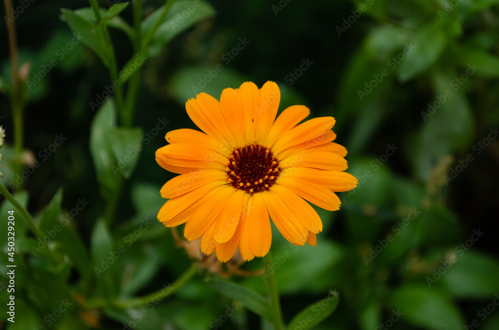 Calendula flower closeup, beautiful marigols Calendula flower closeup, beautiful marigols