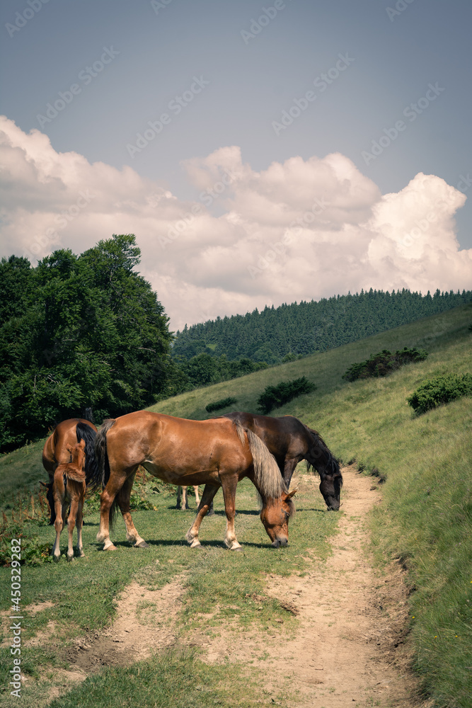 Fototapeta premium horse on a meadow