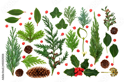 Winter greenery nature study with English, European flora, leaves, pine cones, plants and loose holly berries. Natural seasonal composition. Flat lay, top view on white.